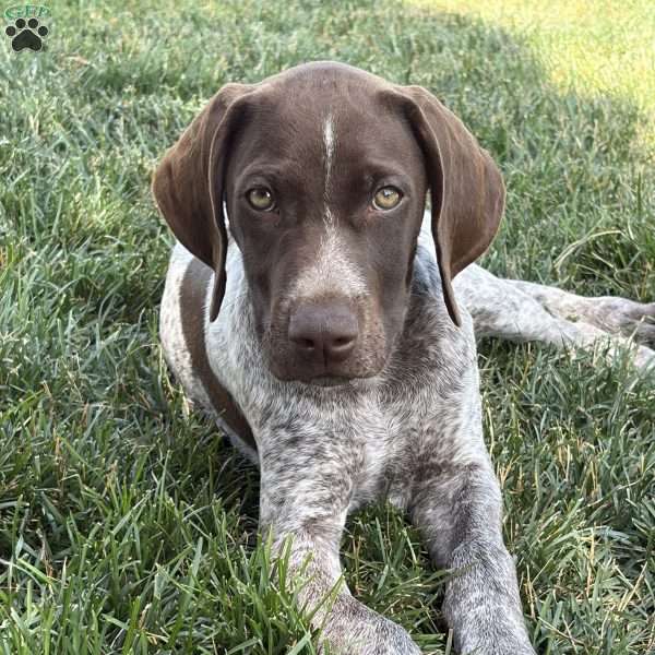 Drake, German Shorthaired Pointer Puppy